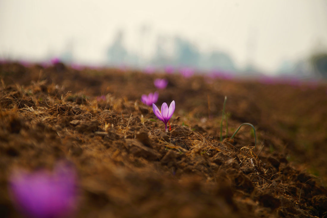 Exploring the Multifaceted Benefits of Pure Kashmiri Saffron